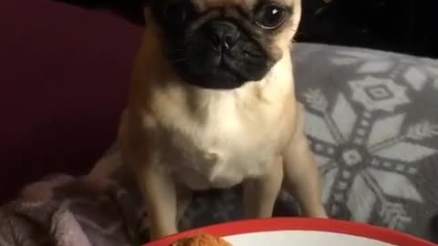 Clever pug claims meal by sneezing on owner's food