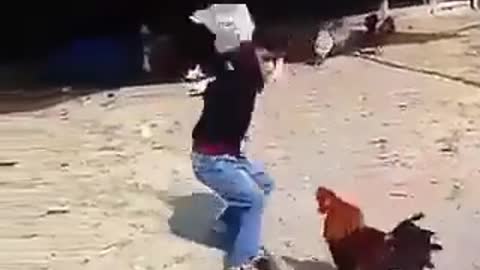 Rooster fight