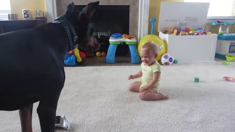 Doberman playing with Baby