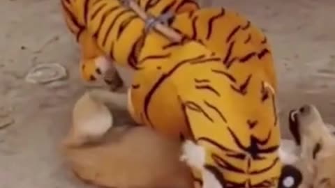 Fake tiger prank on dog !! Part 6- Watch the funny and scariest reaction.