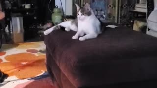 Kittens playing "catch the toy"