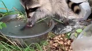 Raccoon Tries to Clean Cotton Candy