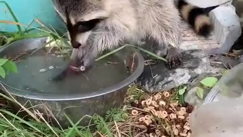 Raccoon Tries to Clean Cotton Candy