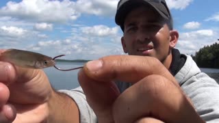 This is how you rig a fathead minnow on a single hook