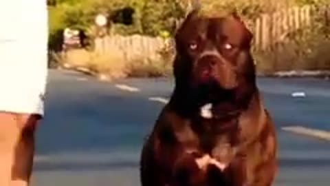 Pitbull dogs attitude stetus || Pitbull dogs status || kaka song || #short...