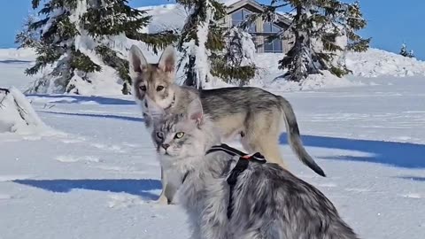 Who is the boss? Wolfdogpuppy or Maine Coon?