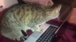 Gato intenta hacer contacto con un gato en un vídeo