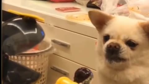 funny dogs videos