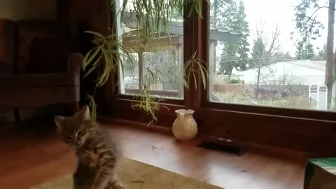 Kitten Destoying and Stealing a Spider Plant!
