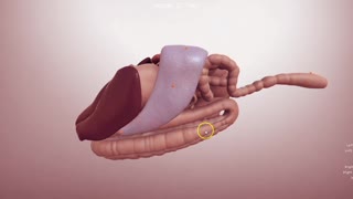 Equine abdomen anatomy - 3D Veterinary Anatomy, IVALA