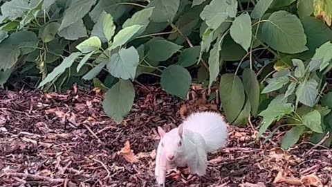 Albino Squirrel In Minnesota