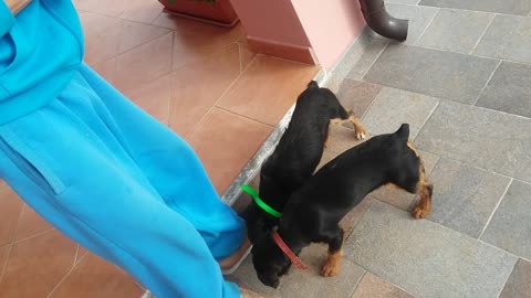 Funny, puppies hardly waiting to eat pears.