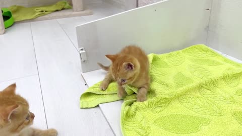 Adorable Kitten causes Chaos: funny kitten video