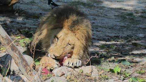 Lion Eating Meat - الأسد يأكل