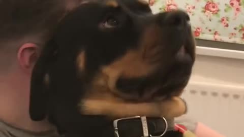 Rottweiler muttering to his owner - Super Cute
