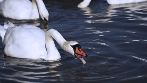 swan looking for food in the river steadycam shot slow motion shot at 240fps