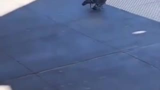 Two Pigeons Push Another Pigeon In Front Of Moving Train
