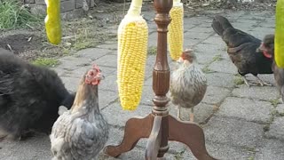 Chickens Entertained by Exercise Wheel