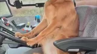 Doggy Takes Tractor for a Spin