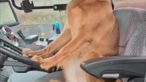Doggy Takes Tractor for a Spin