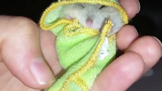 This little hamster looks so cute wrapped in his frog towel