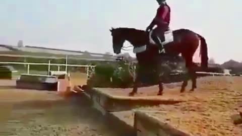 horse video funny