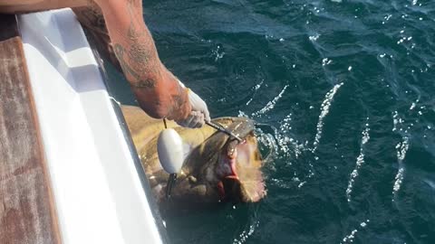 Goliath Grouper catch and release