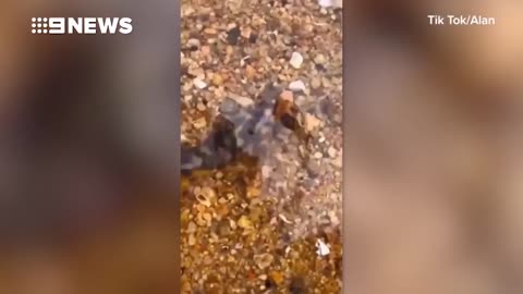 Tourist holds deadly blue-ringed octopus _ Nine News Australia