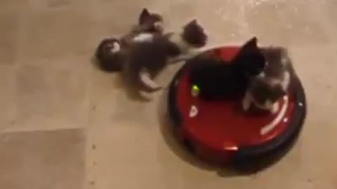 These kittens look like they're enjoying their ride