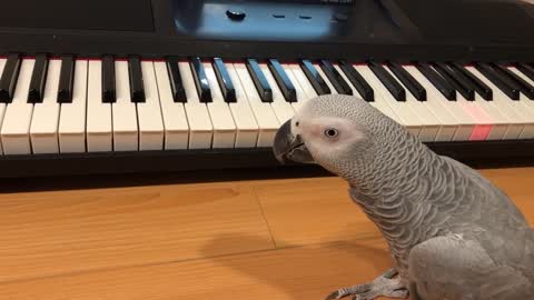 Happy Parrot Plays 'Happy Birthday' Song On Piano