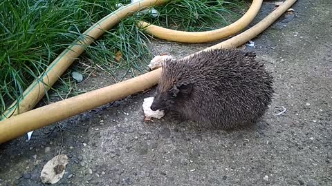 Uninvited Guest | Hedgehog Eating Food
