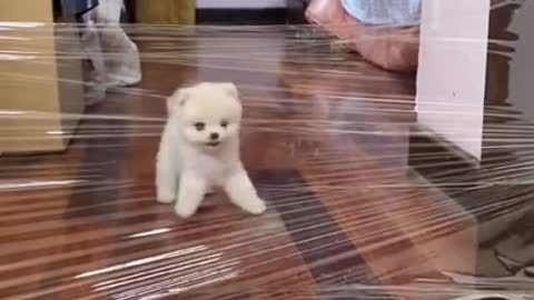 Lovely and funny animals Lovely dog videos __in 2021