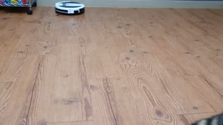 Raccoon walks up to the robot vacuum cleaner and runs away.