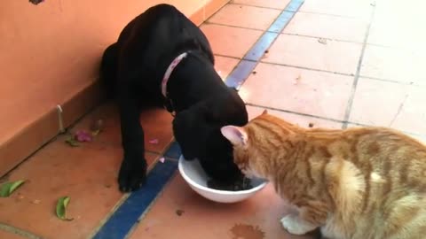 Cat and Dog sharing food