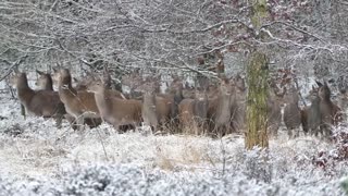 Deer Herd In Forest In Winter