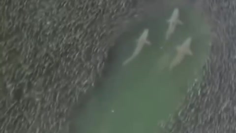 A group of sharks swimming through a dense school of fish. Hampton, USA.