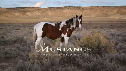 The mustangs americas wild horses - trailer