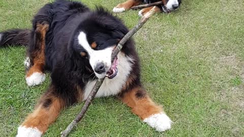 Two Bernese Mountain Dogs chewing sticks