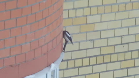 Magpie looking for something in the bricks of the wall