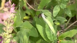 A small insect caught by a spider