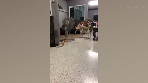 Chihuahua Puppy Barks At Bigger Dog