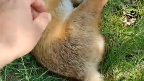 PETTING a Sleeping WILD FOX!! | #shorts