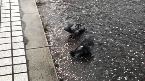 Couple of pigeons bathing in rain