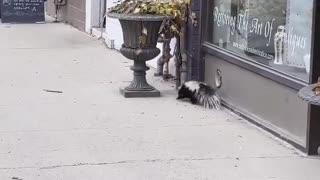 Skunk Spotted Casually Strolling Along Sidewalk