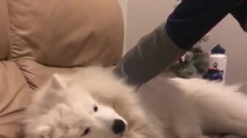 Big fluffy white dog doesn't want to get off the couch
