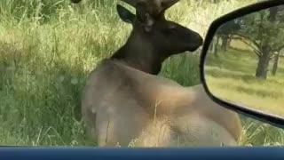 Giant bull elk!