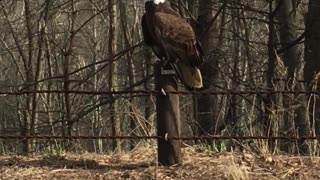 Beautiful Bald Eagle