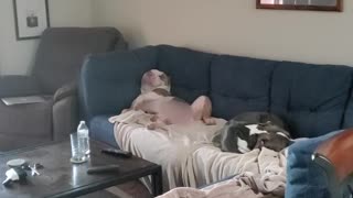 Dog Relaxes after Hard Day