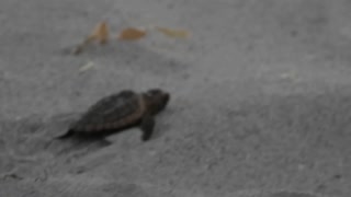 One Epic Journey. The Baby Loggerhead Turtle Story