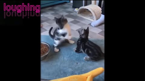 THE BEST FUNNY CAT VIDEO YOU WILL WATCH IT